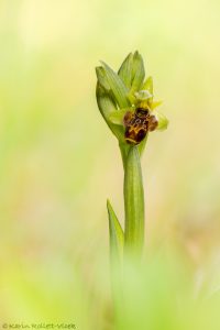 Ophrys attica