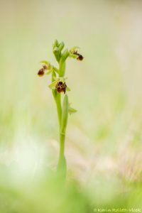 Ophrys attica
