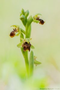 Ophrys attica