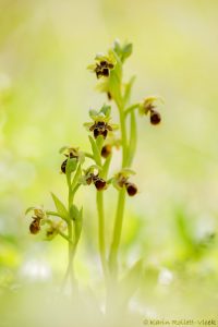 Ophrys attica