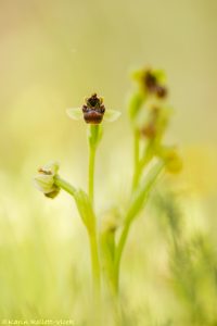 Ophrys bombyliflora