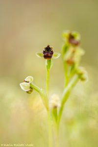 Ophrys bombyliflora
