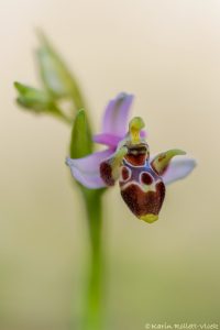 Ophrys cornutula