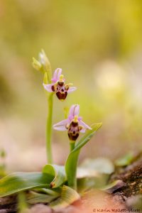 Ophrys cornutula
