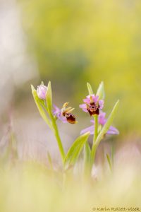 Ophrys cornutula