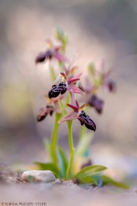 Ophrys beloniae