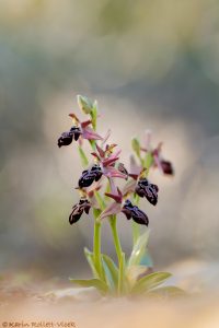 Ophrys beloniae