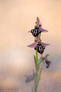 Ophrys beloniae