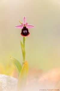 Ophrys ferrum-equinum