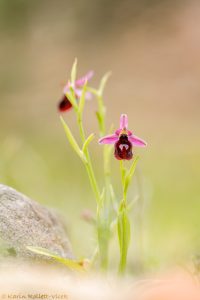 Ophrys ferrum-equinum