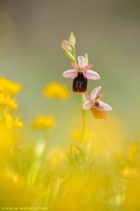 Ophrys ferrum-equinum