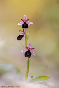 Ophrys ferrum-equinum