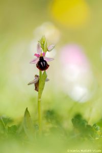 Ophrys ferrum-equinum