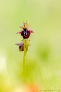 Ophrys ferrum-equinum