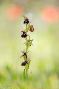 Ophrys ferrum-equinum