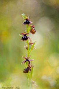 Ophrys ferrum-equinum