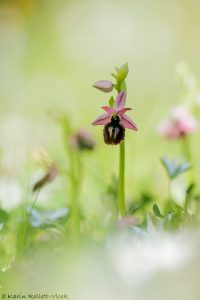 Ophrys ferrum-equinum
