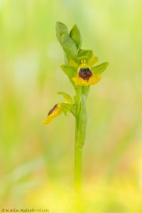 Ophrys hellenica
