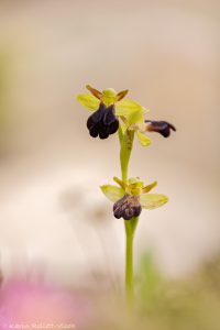 Ophrys iricolor