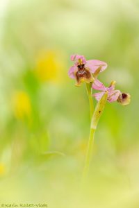 Ophrys leochroma