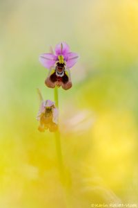 Ophrys leochroma