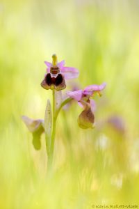 Ophrys leochroma