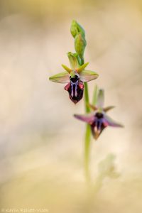 Ophrys mammosa