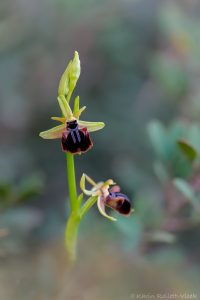 Ophrys mammosa