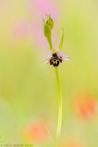 Ophrys minuscula