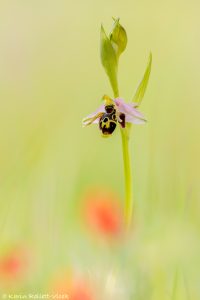 Ophrys minuscula