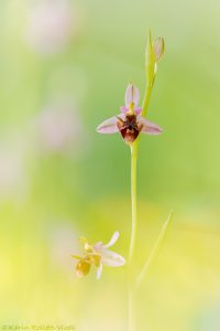 Ophrys oestrifera