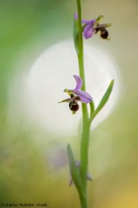 Ophrys oestrifera