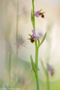 Ophrys oestrifera