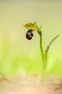 Ophrys omegaifera