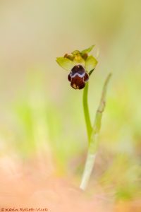 Ophrys omegaifera