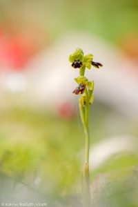 Ophrys parvula