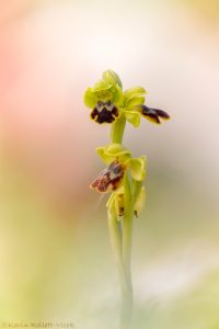 Ophrys parvula