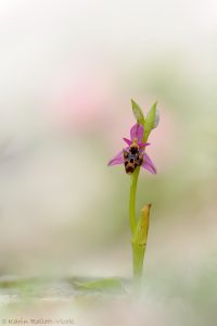 Ophrys polyxo