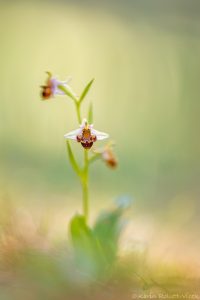 Ophrys polyxo