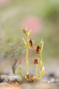 Ophrys regis-ferdinandii