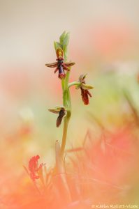 Ophrys regis-ferdinandii