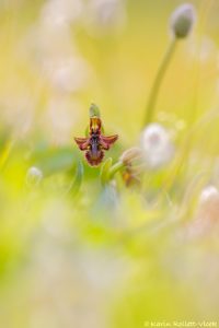 Ophrys regis-ferdinandii