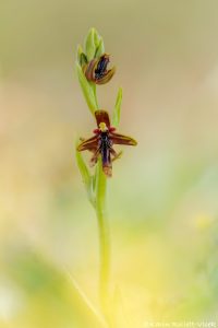 Ophrys regis-ferdinandii