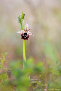 Ophrys reinholdii