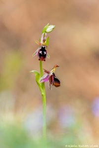 Ophrys reinholdii