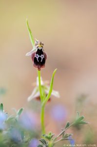 Ophrys reinholdii