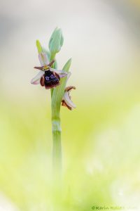 Ophrys reinholdii