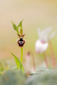 Ophrys reinholdii