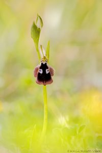 Ophrys reinholdii