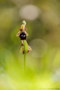 Ophrys reinholdii